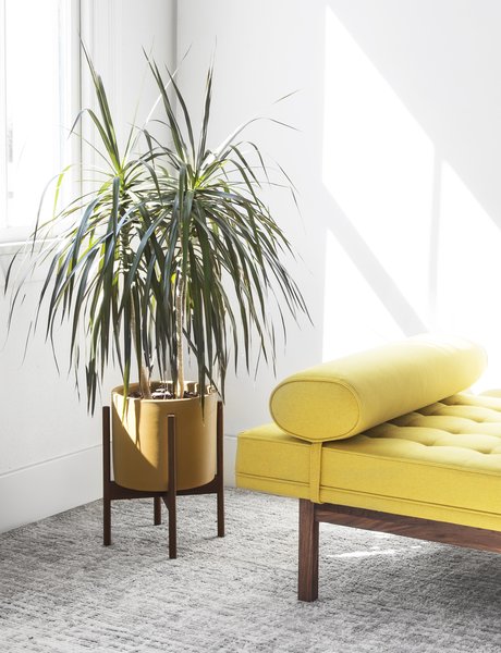 The Modernica Case Study Ceramic Cylinder is a stoneware planter that is high fired and available in four matte colors: charcoal, pebble, mustard, and white. We're particularly big fans of the mustard color paired with other bright yellows and a white coat of wall paint.